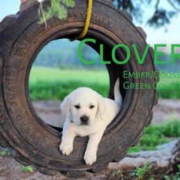 Boy 4 - Labrador Retriever puppy in Priest River, Idaho from Lazy Daisy Labs