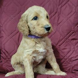 Piper - Red  female Goldendoodle puppy in Blountsville, Alabama from Southern Charm Goldendoodles