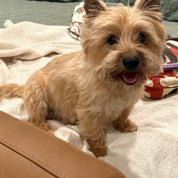 Mordi - Cairn Terrier