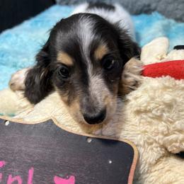 Blueberry Pie - Blue and cream female Dachshund puppy in Bigfork, Minnesota from Dachshunds Up North