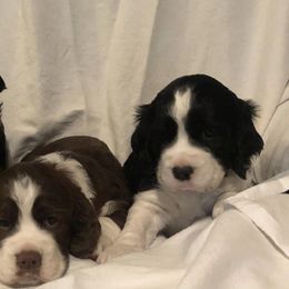 English Springer Spaniels from Double L Springers