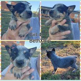 Girl 4 - Blue female Australian Cattle Dog puppy in Bradford, Arkansas from Cedar Rock Heelers and Kelpies