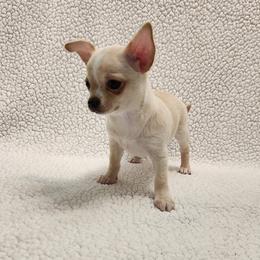 Wini - Cream and white female Chihuahua puppy in Chesapeake, Virginia from Elsbeth's Chihuahuas