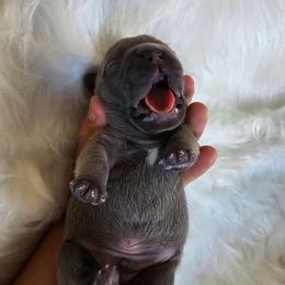 French Bulldog Puppies from True Joy French Bulldogs