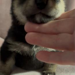 Jiro (meaning, next or second son) - Black and tan male Shiba Inu puppy in Derby, Kansas from Heart’s Desire Shiba Inus