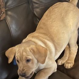 Labrador Retriever Puppies from Sycamore Kennels