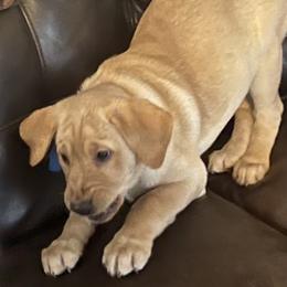 Labrador Retriever Puppies from Sycamore Kennels