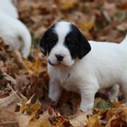 Border Collie, English Setter, and Miniature American Shepherd Puppies from First Harmony Farms