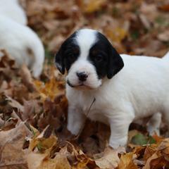 Border Collie, English Setter, and Miniature American Shepherd Puppies from First Harmony Farms