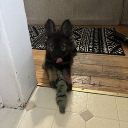 German Shepherd Puppies from Fancy GSDs
