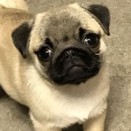 Pug Puppies from HOOPLA PUGS