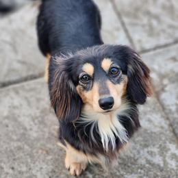 Bean - Dachshund