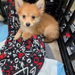 Foxy - Orange sable female Pomeranian puppy in Newport News, Virginia from Itty Bitty Poms