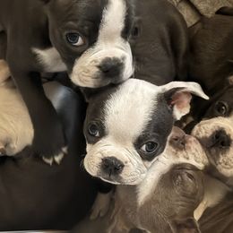 Baby Winter - (AKC, Blue girl) - Black and white Boston Terrier puppy in Belleville, Illinois from Belleville Bostons