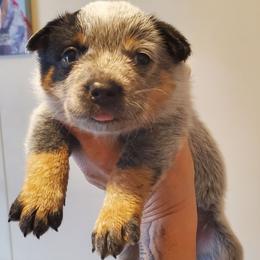 Half mask female - Blue speckled female Australian Cattle Dog puppy in Lenoir, North Carolina from Blue Coyote Ranch