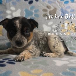 Tinker Bell - Blue female Australian Cattle Dog puppy in Silsbee, Texas from Rockin ND Ranch