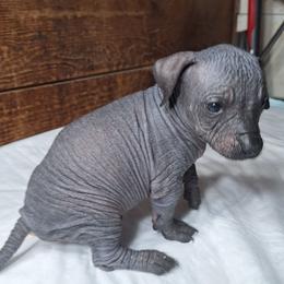 Male 4 Solid Dark Wrinkles - Black male Xoloitzcuintli puppy in Shelton, Washington from Goodhart's Xoloitzcuintli's