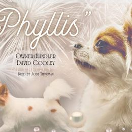 Phyllis - Chihuahua