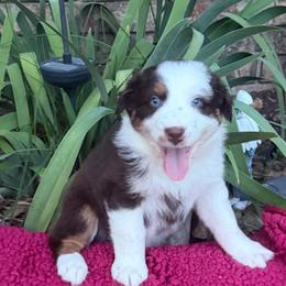 Freedom - Red & white female Australian Shepherd puppy in Harrah, Oklahoma from Kamm's Aussies