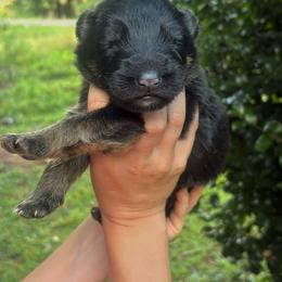 Male 1 - Black and red male German Shepherd puppy in Salem, South Carolina from Von Maqqedah Haus German Shepherds