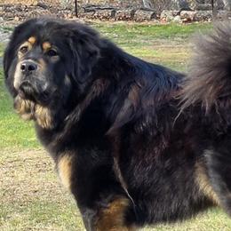 Tibetan Mastiffs from Alpine Tibetan Mastiffs