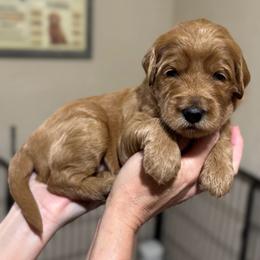 Woodstock (Orange Collar) - Red  male Goldendoodle puppy in Bay City, Texas from Charming Doods