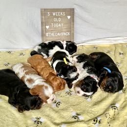 Cavalier King Charles Spaniel Puppies from The Cavi Pack