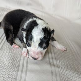 Border Collie Puppies from Sarah M Kwilinski