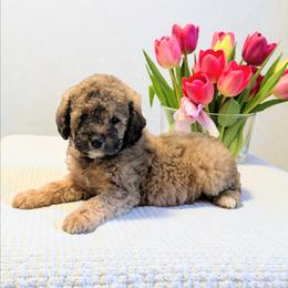 Monopoly - Sable male Cavapoo puppy in Sparta, Missouri from Sis' Doodles & Poodles