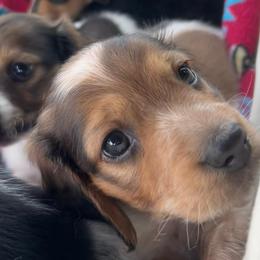 Teddy - Piebald male Dachshund puppy in Marseilles, Illinois from Zacha’s Doxie House