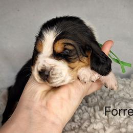 Forrest - Black brown and white male Basset Hound puppy in Mack's Creek, Missouri from Mack's Creek Basset Hounds
