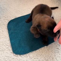 "ENS" Belgian Malinois Puppies from Care 2 Protect