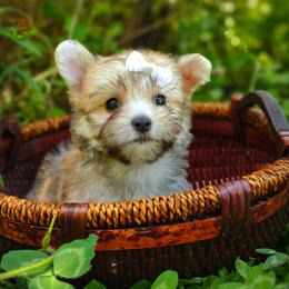 Companion Cross, Havanese, Mal-Shi, Maltese, Maltipoo, Morkie, and Shih Tzu Puppies from Seeking Shalom Acres Maltese, Maltipoos & Havamalts