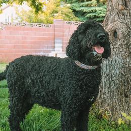 Coco - Goldendoodle