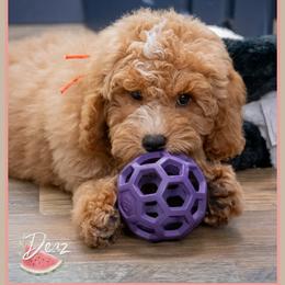 Versace - Red and white male Cockapoo puppy in Connersville, Indiana from Deaz Doodle Ranch