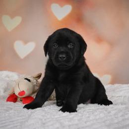 Freedom - Black female Labrador Retriever puppy in Archer Lodge, North Carolina from Archer Lodge Labradors