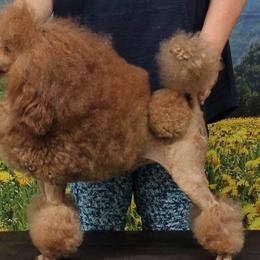 Cavalier King Charles Spaniels, Cavapoos, Havanese, Poodles, Yorkipoos, and Yorkshire Terriers from Ashley Nicole Ranch