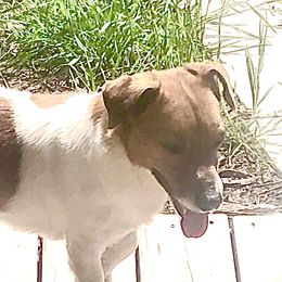 Tate - Russell Terrier