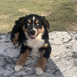 Winnie - Black tri female Miniature Australian Shepherd puppy in Godley, Texas from Nana and Paws Aussies