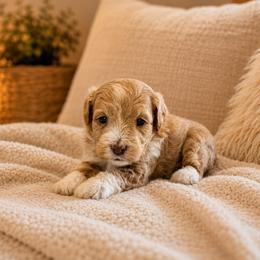 Meadow - Red  female Goldendoodle puppy in Floyd, Virginia from Hearts and Paws Poodles and Doodles