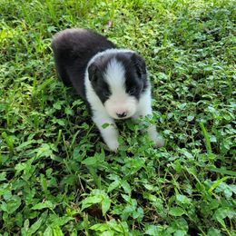 Boy 3 - male Border Collie puppy in Wildwood, Florida from Isle Breez Border Collies
