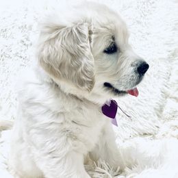 Girl 4 - Light golden Golden Retriever puppy in Galt, California from Golden Hearts Ranch English Cream Retrievers