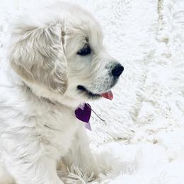 Girl 4 - Light golden Golden Retriever puppy in Galt, California from Golden Hearts Ranch English Cream Retrievers