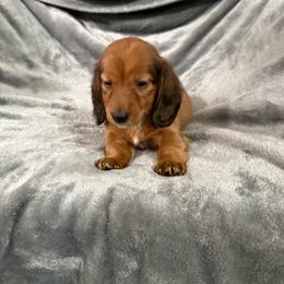 Male 1 - Sable male Dachshund puppy in Houma, Louisiana from Portier’s Mini Dachshunds