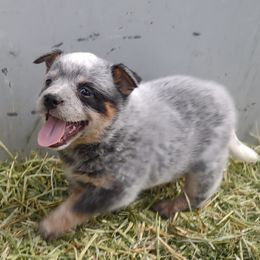 Girl 2 - Blue speckled Australian Cattle Dog puppy in Helena, Montana from Spring Haven Heelers
