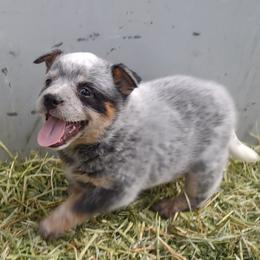 Girl 2 - Blue speckled Australian Cattle Dog puppy in Helena, Montana from Spring Haven Heelers