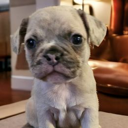 Companion Crosses and Pugs from Farmhouse Frenchies