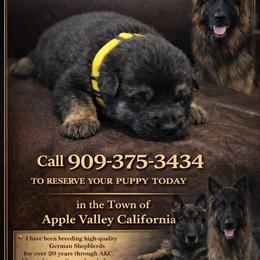 German Shepherd Puppies from Brooks High Quality Breeders
