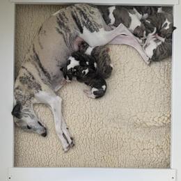 Whippet puppies from Merrithought Whippets