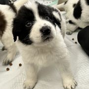 Karakachan Puppies from MI Family Farm